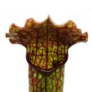 Schlauchpflanze - Sarracenia - Überraschungssorte - 9cm Topf