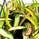 Plante dintérieur à suspendre - Hoya wayetii tricolor - Fleur de cire 14cm suspension