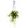 Plante dintérieur à suspendre - Hoya wayetii tricolor - Fleur de cire 14cm suspension