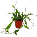 Zimmerpflanze hängend - Hoya pubicalyx -...
