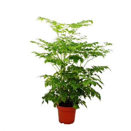 Zimmeresche - Radermachera sinica - Üppige Zimmerpflanze - 15cm Topf