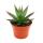 Agave "Shaka Zulu" - Pot 15cm - Plante dintérieur succulente