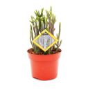 Succulentes - Crassula lycopodioides - Rhapsody in Pink -...