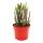 Sukkulente - Crassula lycopodioides - Rhapsody in Pink - 10 cm Topf