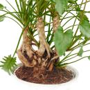Philodendron Xanadu à racines apparentes - dans un...