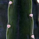 Cactus en peluche - le cactus à câliner - sans épines - nouveauté - pot de 12cm