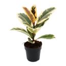 Weissbunter Gummibaum - Ficus elastica "Tineke"...