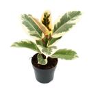 Weissbunter Gummibaum - Ficus elastica "Tineke"...