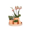 Indoor living set with easy-care houseplants - incl....