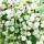 Hängeampel Erbse am Band mit weiß-bunten Blättern - Senecio rowleyanus variegata