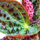 Bégonia sauvage - Begonia ferox - plante à...