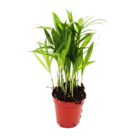 Mini-Pflanze Chamaedorea elegans Bergpalme Ideal für kleine Schalen und Gläser im 5,5cm Topf