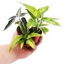 Mini plante - Asplenium antiquum - Nid de fougère - Idéal pour petits bols et verres - Petite plante en pot de 5,5 cm