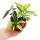 Mini-Plant - Alocasia - Feuille de Flèche - Idéal pour les petits bols et verres - Baby-Plant dans un pot de 5,5 cm