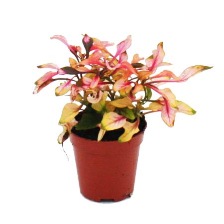 Mini-Plante - Alternanthera dentata - Manteau de Joseph - Feuille de perroquet - Idéal pour les petits bols et verres - Petite plante en pot de 5,5 cm