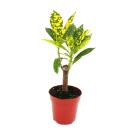 Mini-Plante - Croton - Codiaeum - Arbuste merveilleux -...