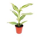 Mini-Pflanze - Dracaena sanderiana - Drachenbaum - Ideal...