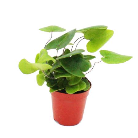 Mini-Pflanzen Mini mit - verschiedenen - 10 Set Ideal großes Pflanzen