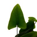 Mini-Pflanze - Hemionitis arifolia - Herzfarn - Ideal...
