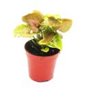 Mini-Plant - Syngonium - Tute Violet - Idéal pour...