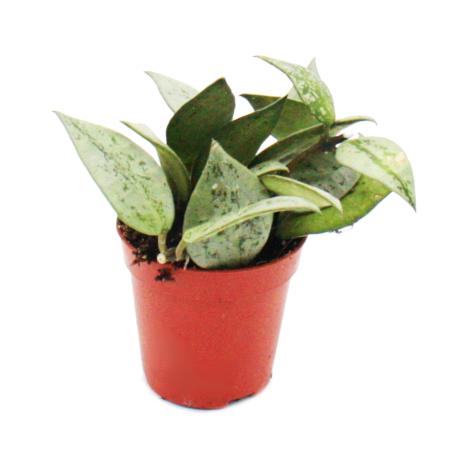 Mini-Pflanze - Hoya krohniana - Porzellanblume - Ideal für kleine Schalen und Gläser - Baby-Plant im 5,5cm Topf