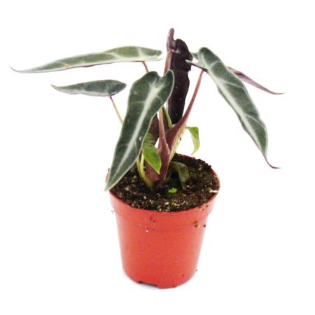 Mini-Plantes - Ensemble de 5 mini-plantes à feuilles vertes - Idéal pour les petits bols et verres - Baby-Plant dans un pot de 5,5 cm