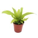 Mini-Plantes - Ensemble de 5 mini-plantes à...