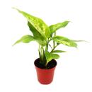 Mini-Plantes - Ensemble de 5 mini-plantes à feuilles vertes - Idéal pour les petits bols et verres - Baby-Plant dans un pot de 5,5 cm