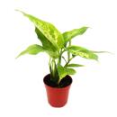 Mini-Plants - Set with 5 green-leaved mini-plants - Ideal for small bowls and glasses - Baby-Plant in a 5.5cm pot