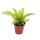 Mini-Pflanzen - Set mit 5 grünlaubigen Mini Pflanzen - Ideal für kleine Schalen und Gläser - Baby-Plant im 5,5cm Topf