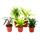 Mini-Pflanzen - Set mit 5 grünlaubigen Mini Pflanzen - Ideal für kleine Schalen und Gläser - Baby-Plant im 5,5cm Topf