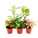 Mini-Pflanzen - Set mit 5 buntlaubigen Mini Pflanzen - Ideal für kleine Schalen und Gläser - Baby-Plant im 5,5cm Topf
