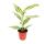 Mini plantes - ensemble de 5 mini plantes multicolores - idéal pour les petits bols et verres - bébé plante dans un pot de 5,5 cm
