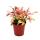 Mini plantes - grand ensemble avec 10 mini plantes différentes - idéal pour les petits bols et verres - bébé plante en pot de 5,5 cm
