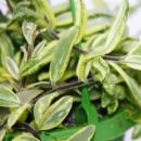 Plante dintérieur à accrocher - Aeschynanthus bicolor - fleur pubienne panachée - feu tricolore 14cm