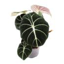 Alocasia reginula Black Velvet - Arum Tropical - Alocasia...