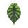 Alocasia baginda Dragon Scale - Tropical Arum - Alocasia - Dragon Scale Arrow Leaf - Pot 12cm