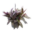 Indoor plant to hang - Tradescantia pallida Purple Heart - red leaf - three-masted flower - 17cm traffic light