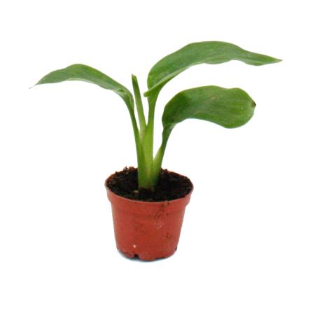Mini-Pflanze - Monstera deliciosa - Fensterblatt - Ideal für kleine Schalen und Gläser - Baby-Plant im 5,5cm Topf
