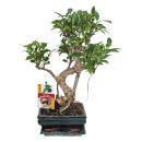 Figuier chinois Bonsaï - Ficus retusa - env. 6 ans