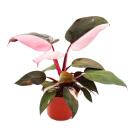 Philodendron Pink Princess - ami arbre rose-noir - pot 12cm