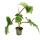 Philodendron squamiferum - the wild red-seared tree friend - 12cm pot