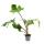 Philodendron squamiferum - the wild red-seared tree friend - 12cm pot