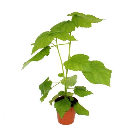 Zimmerlinde - Sparmannia africana - 20cm Topf