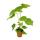 Linden tree - Sparmannia africana - 27cm pot