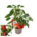 Paprika-Pflanze mit roten Früchten - für Balkon...