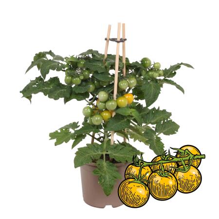 Gelbe Kirschtomate Cherrytomate Pflanze mit Früchten für Balkon und Garten 14cm Topf Gemüse-To-Go