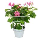 Französische Geranien hängend Pelargonium peltatum Ville de Paris 12cm Topf Set mit 3 Pflanzen Rosa