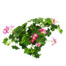 Französische Geranien hängend Pelargonium peltatum Ville de Paris 12cm Topf Set mit 3 Pflanzen Rosa