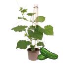 Cucumber plant Snack Cucumber - for balcony and garden -...
